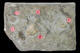 Five Fossil Crinoids (Dichocrinus & Eretmocrinus) - Gilmore City, Iowa #148694-1